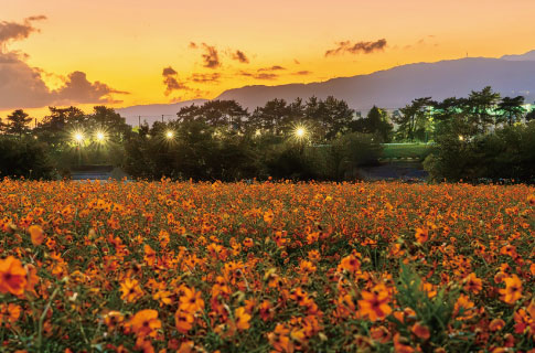 髭の渡し花咲き会